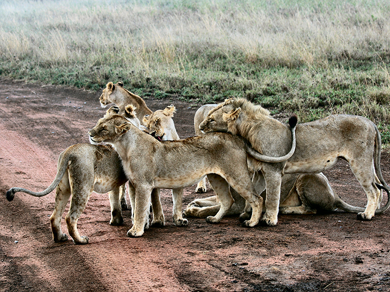 Family of lions embracing
